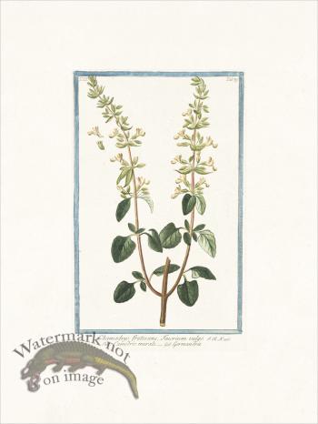 Bonelli 289 Germander